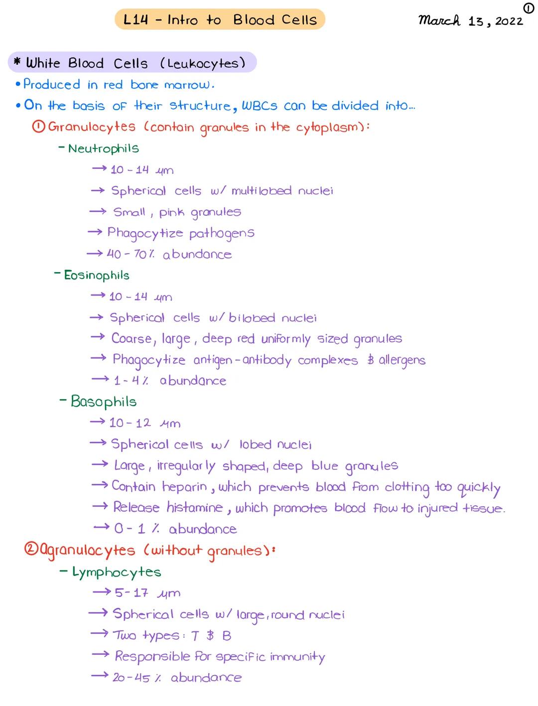 L14
-
* White Blood Cells (Leukocytes)
Produced in red bone marrow.
On the basis of their structure, WBCS can be divided into...
Granulocyte