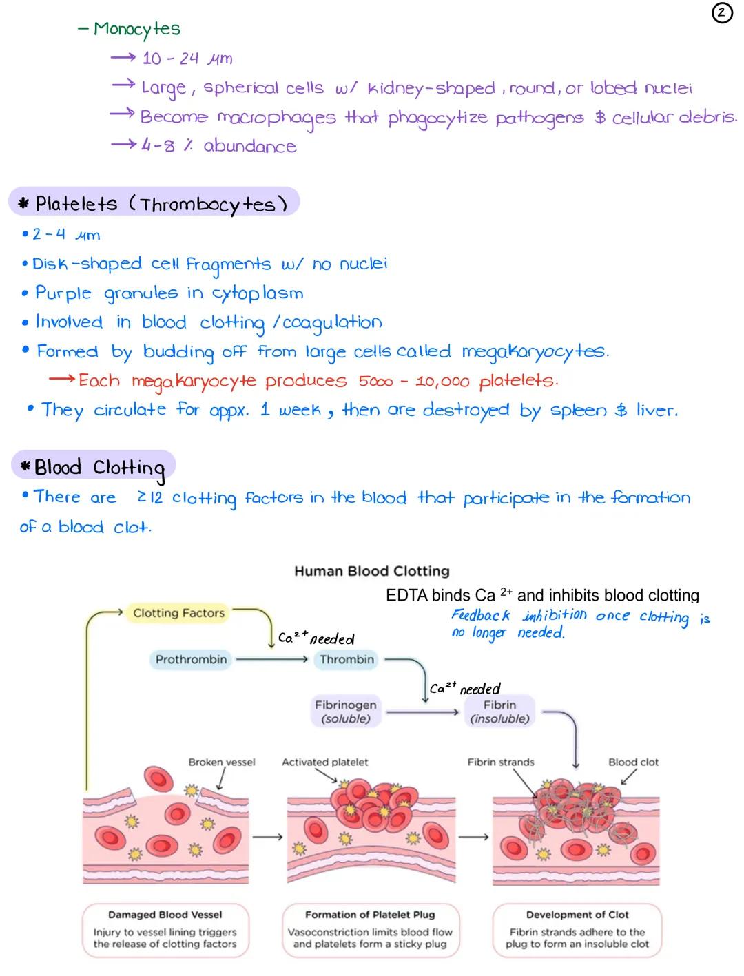 L14
-
* White Blood Cells (Leukocytes)
Produced in red bone marrow.
On the basis of their structure, WBCS can be divided into...
Granulocyte