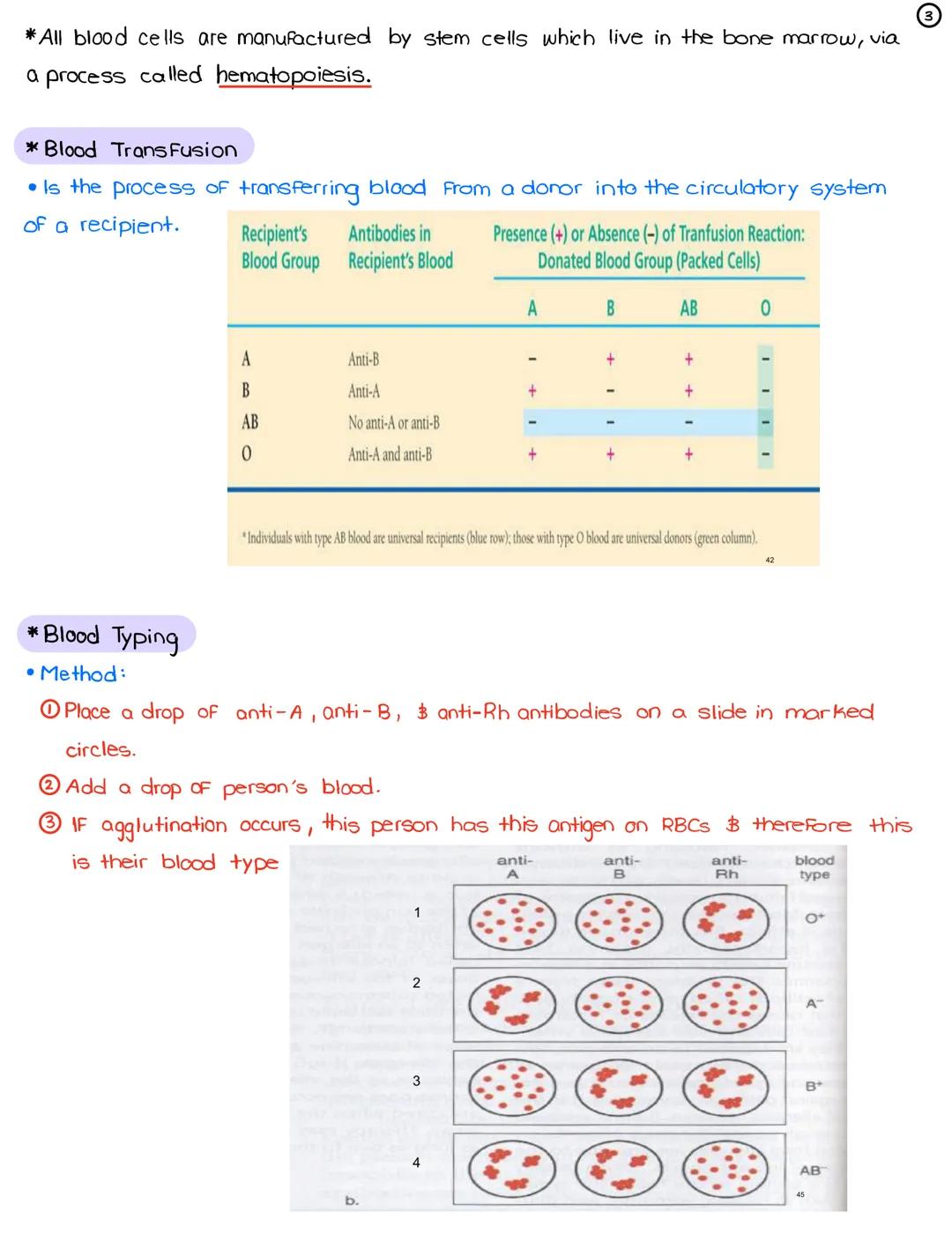 L14
-
* White Blood Cells (Leukocytes)
Produced in red bone marrow.
On the basis of their structure, WBCS can be divided into...
Granulocyte