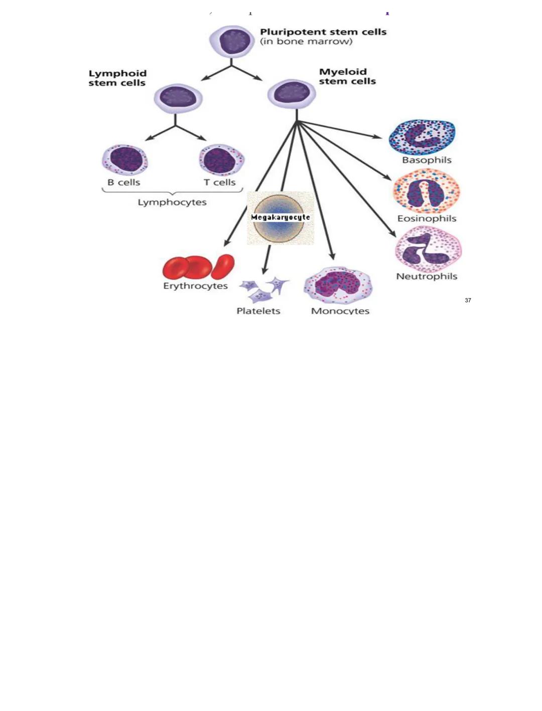 L14
-
* White Blood Cells (Leukocytes)
Produced in red bone marrow.
On the basis of their structure, WBCS can be divided into...
Granulocyte