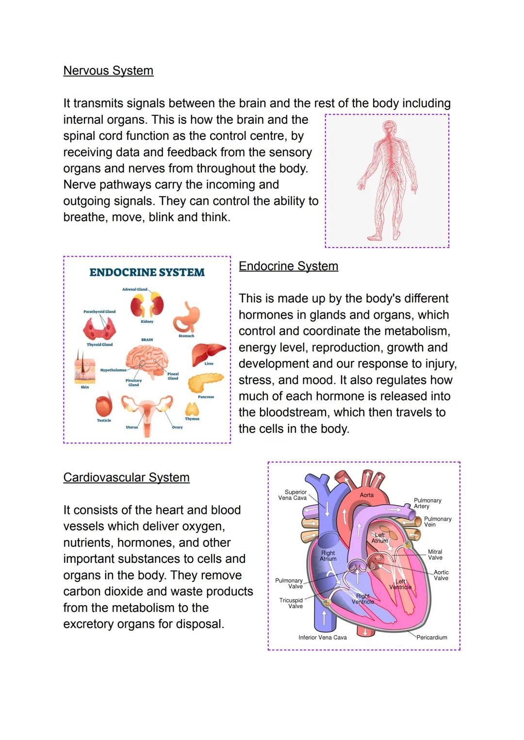 # The 11 Systems and Organs of the Human Body
Integumentary System
This is made up of our hair, nails
and the glands and nerves on our
ski