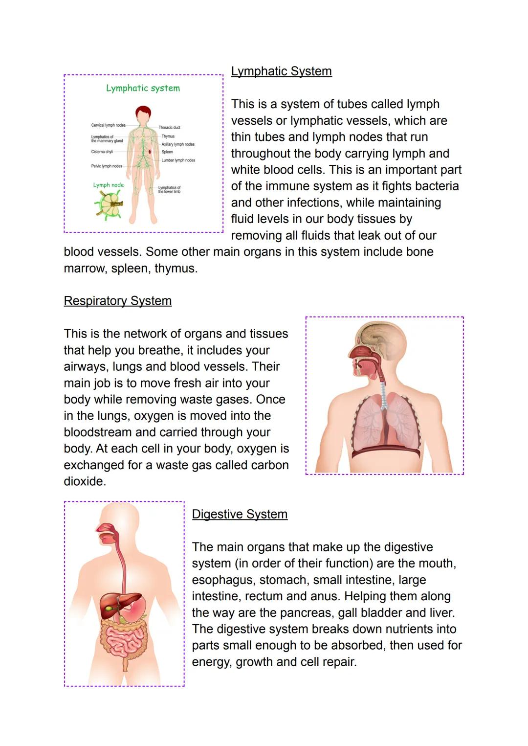 # The 11 Systems and Organs of the Human Body
Integumentary System
This is made up of our hair, nails
and the glands and nerves on our
ski
