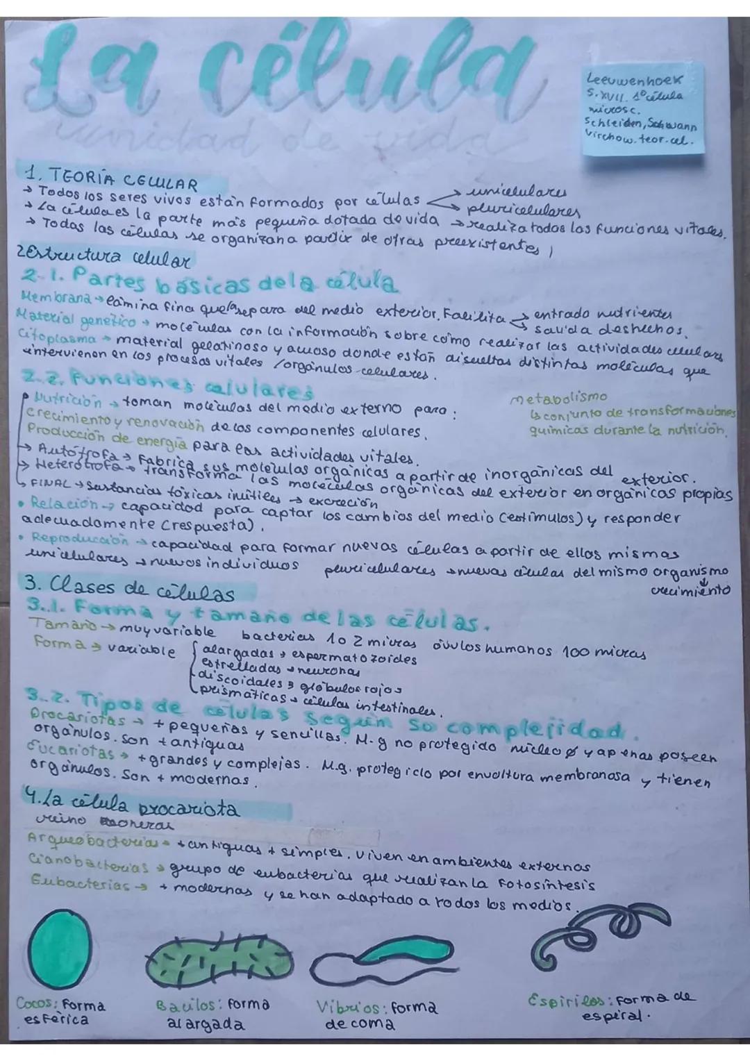 # La célula
unidad de vida
1. TEORIA CELULAR
→Todos los seres vivos están formados por células $\underset{pluricelulares}{\longrightarrow