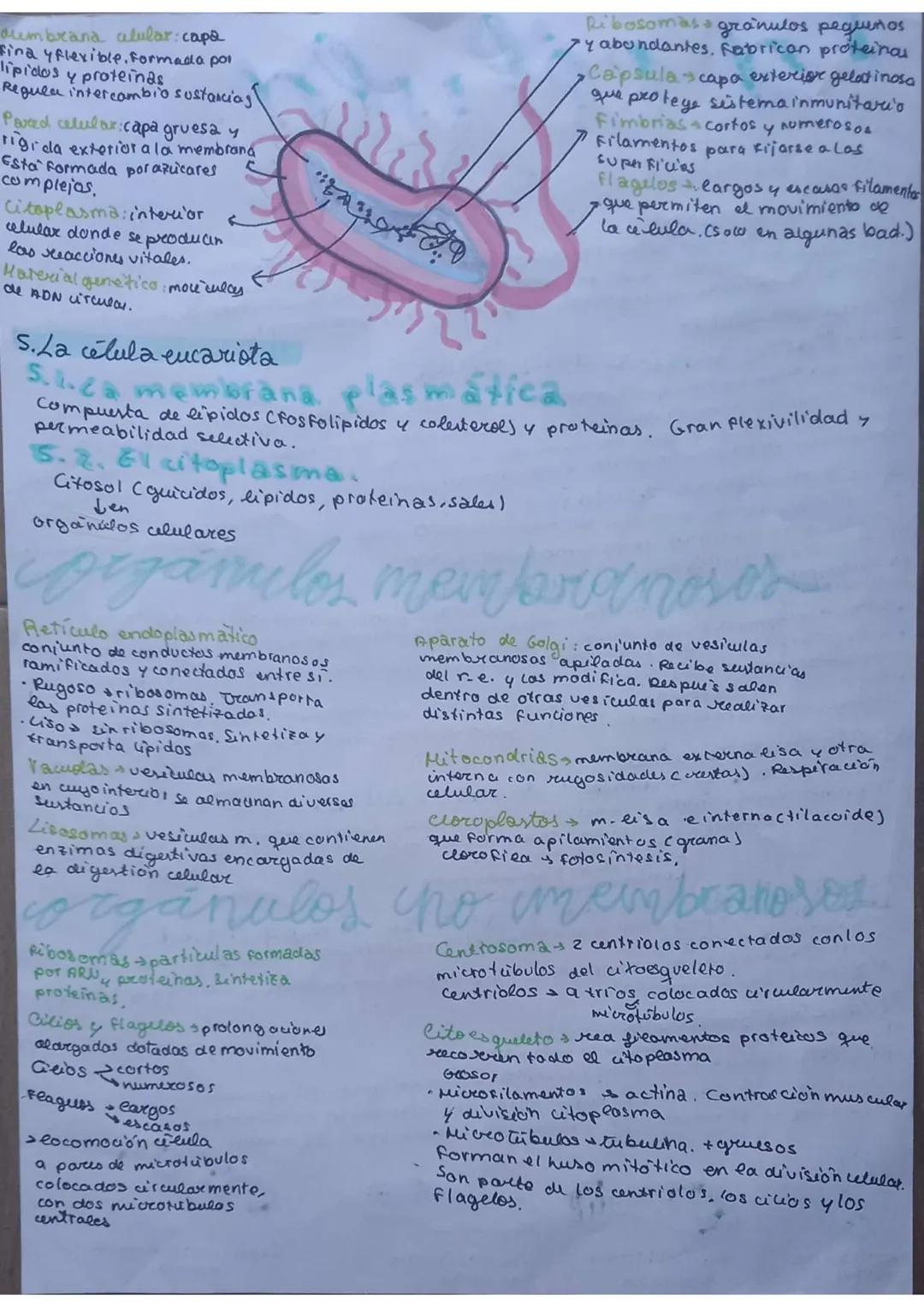 # La célula
unidad de vida
1. TEORIA CELULAR
→Todos los seres vivos están formados por células $\underset{pluricelulares}{\longrightarrow