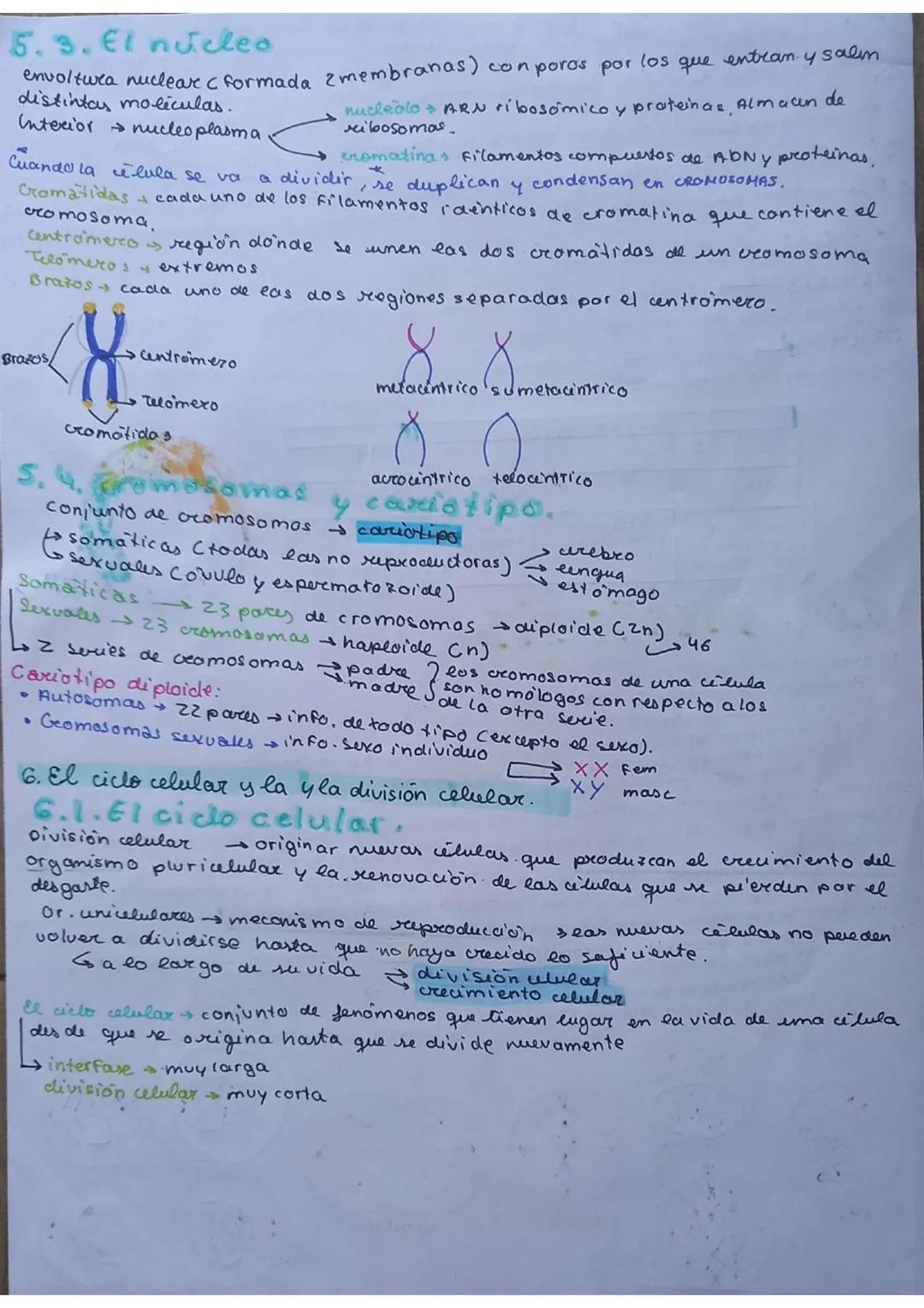 # La célula
unidad de vida
1. TEORIA CELULAR
→Todos los seres vivos están formados por células $\underset{pluricelulares}{\longrightarrow