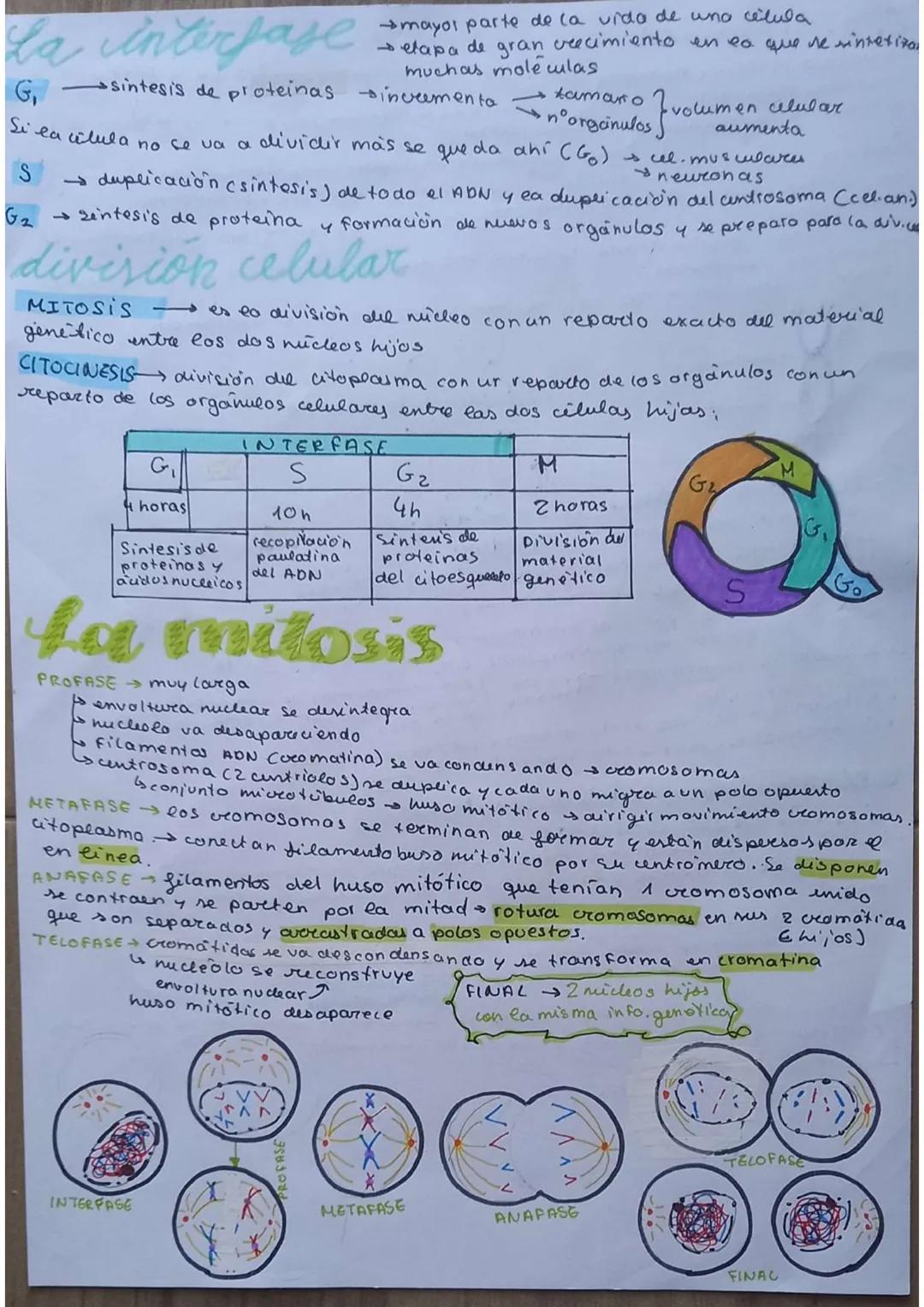 # La célula
unidad de vida
1. TEORIA CELULAR
→Todos los seres vivos están formados por células $\underset{pluricelulares}{\longrightarrow