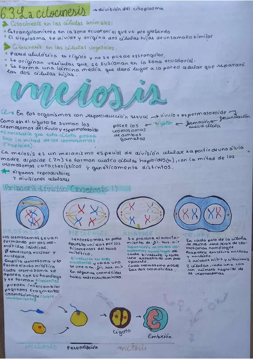 # La célula
unidad de vida
1. TEORIA CELULAR
→Todos los seres vivos están formados por células $\underset{pluricelulares}{\longrightarrow