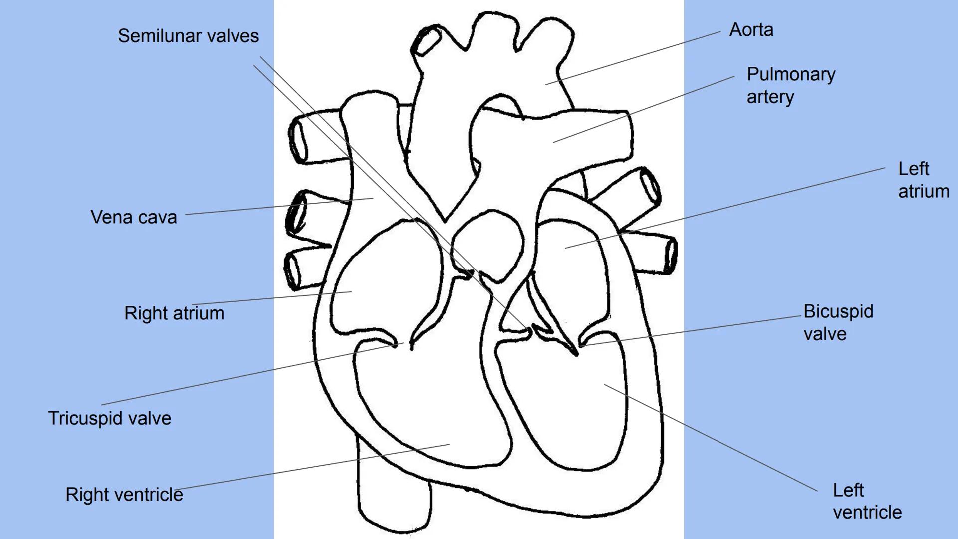 Body Systems- respiratory and
cardiovascular Body systems - respiratory
The respiratory system.
Functions - take oxygen into the body and ta