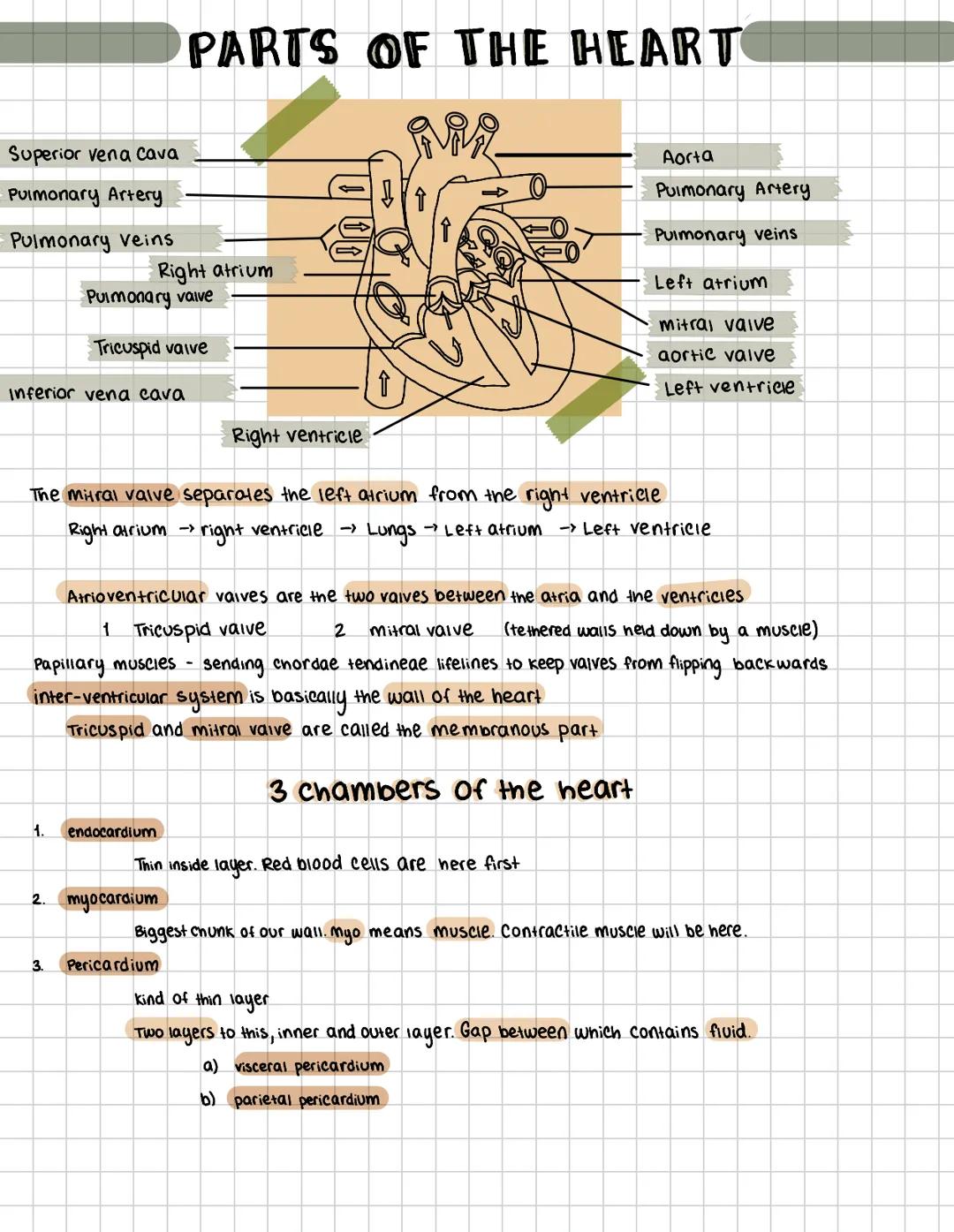 Understanding the Heart: Aorta, Pulmonary Artery, and Veins