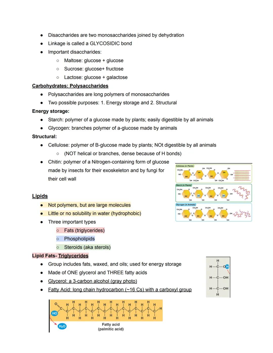 # Chapter 5- Molecules
Four types of Biological Macromolecules
1. Carbohydrates
2. Proteins
3. Nucleic Acids
4. Lipids
Most are polymers: