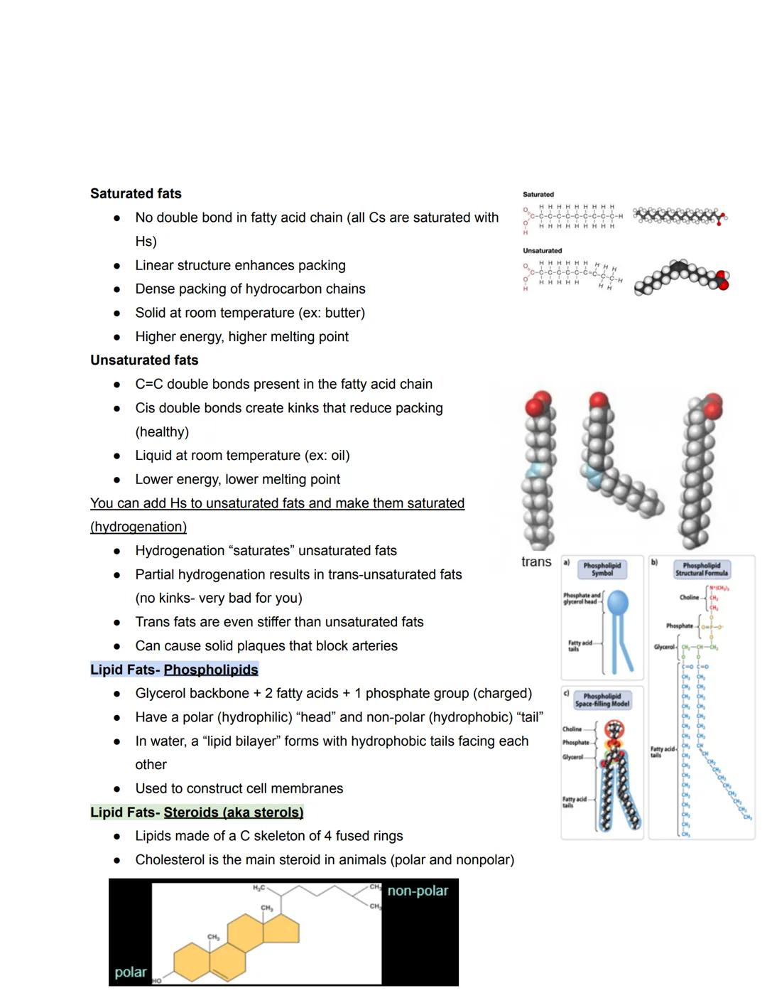 # Chapter 5- Molecules
Four types of Biological Macromolecules
1. Carbohydrates
2. Proteins
3. Nucleic Acids
4. Lipids
Most are polymers:
