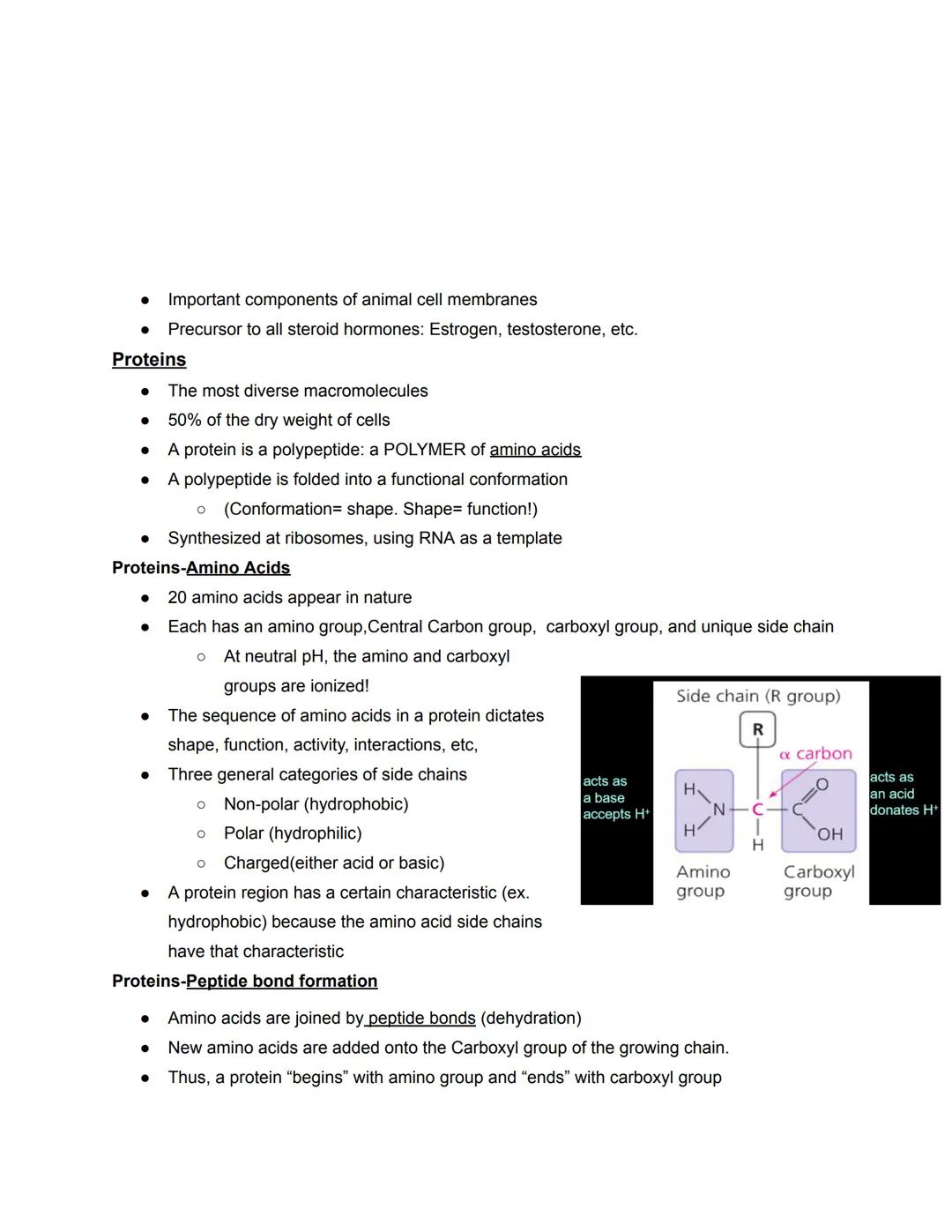 # Chapter 5- Molecules
Four types of Biological Macromolecules
1. Carbohydrates
2. Proteins
3. Nucleic Acids
4. Lipids
Most are polymers: