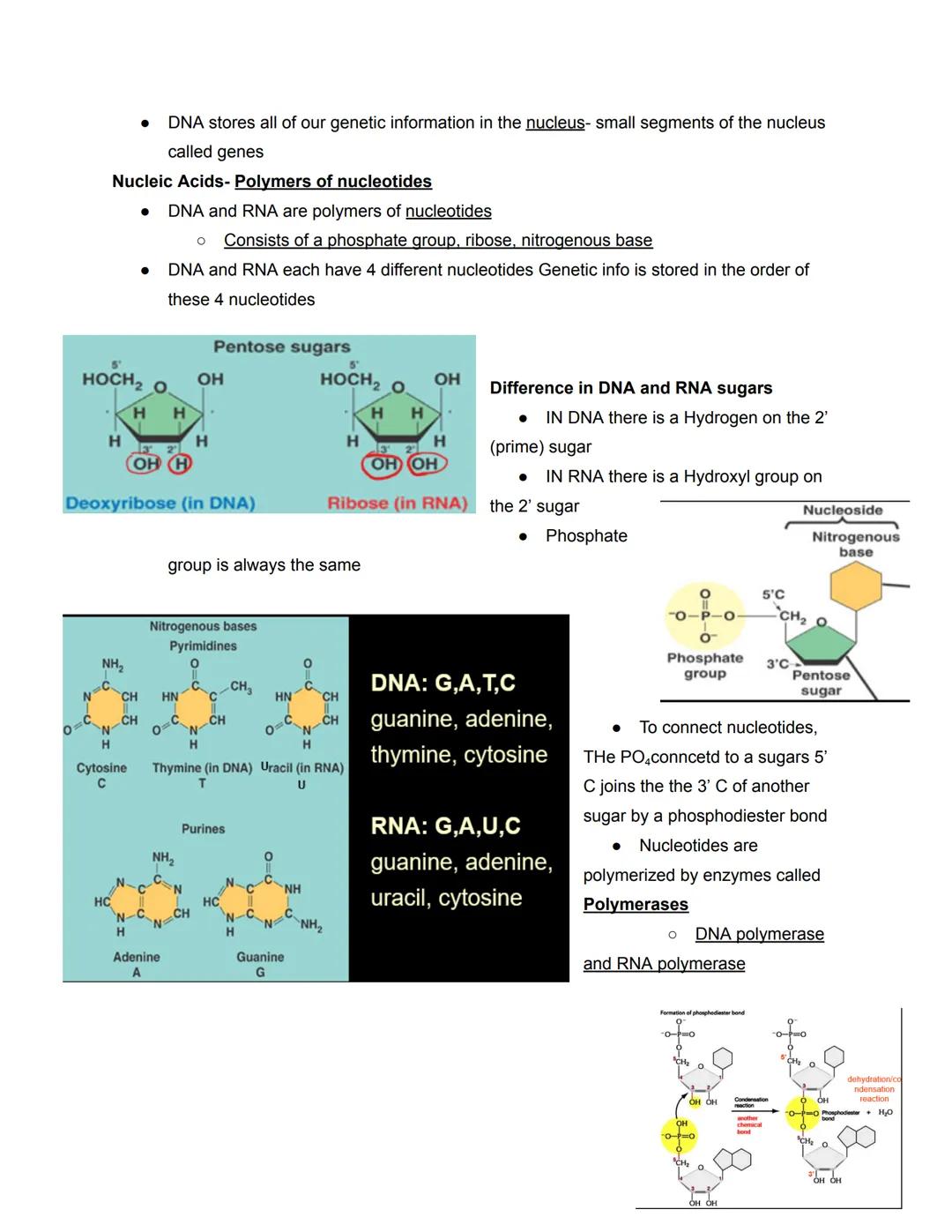 # Chapter 5- Molecules
Four types of Biological Macromolecules
1. Carbohydrates
2. Proteins
3. Nucleic Acids
4. Lipids
Most are polymers: