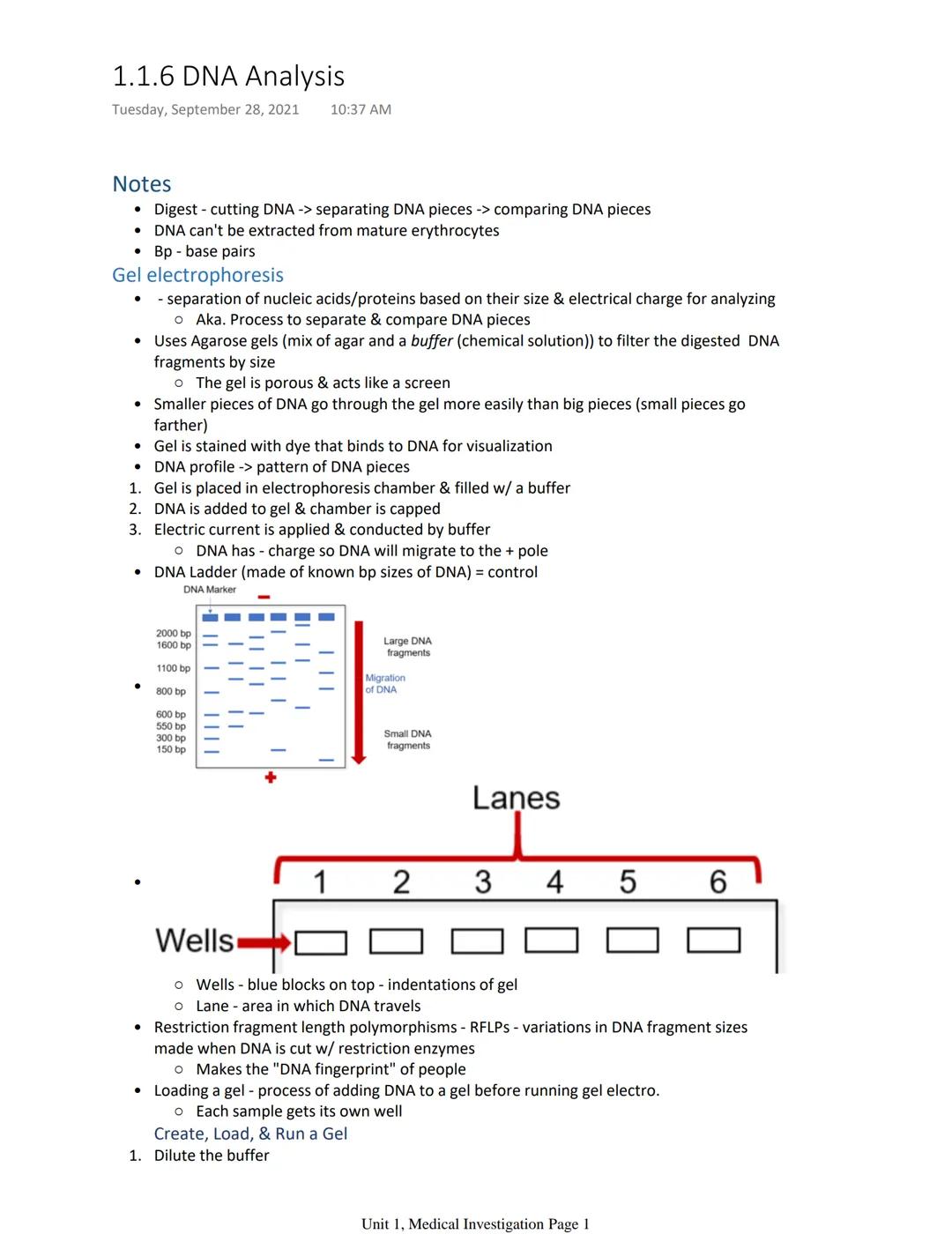 1.1.6 DNA Analysis
Tuesday, September 28, 2021
Notes
Digest - cutting DNA-> separating DNA pieces -> comparing DNA pieces
• DNA can't be ext