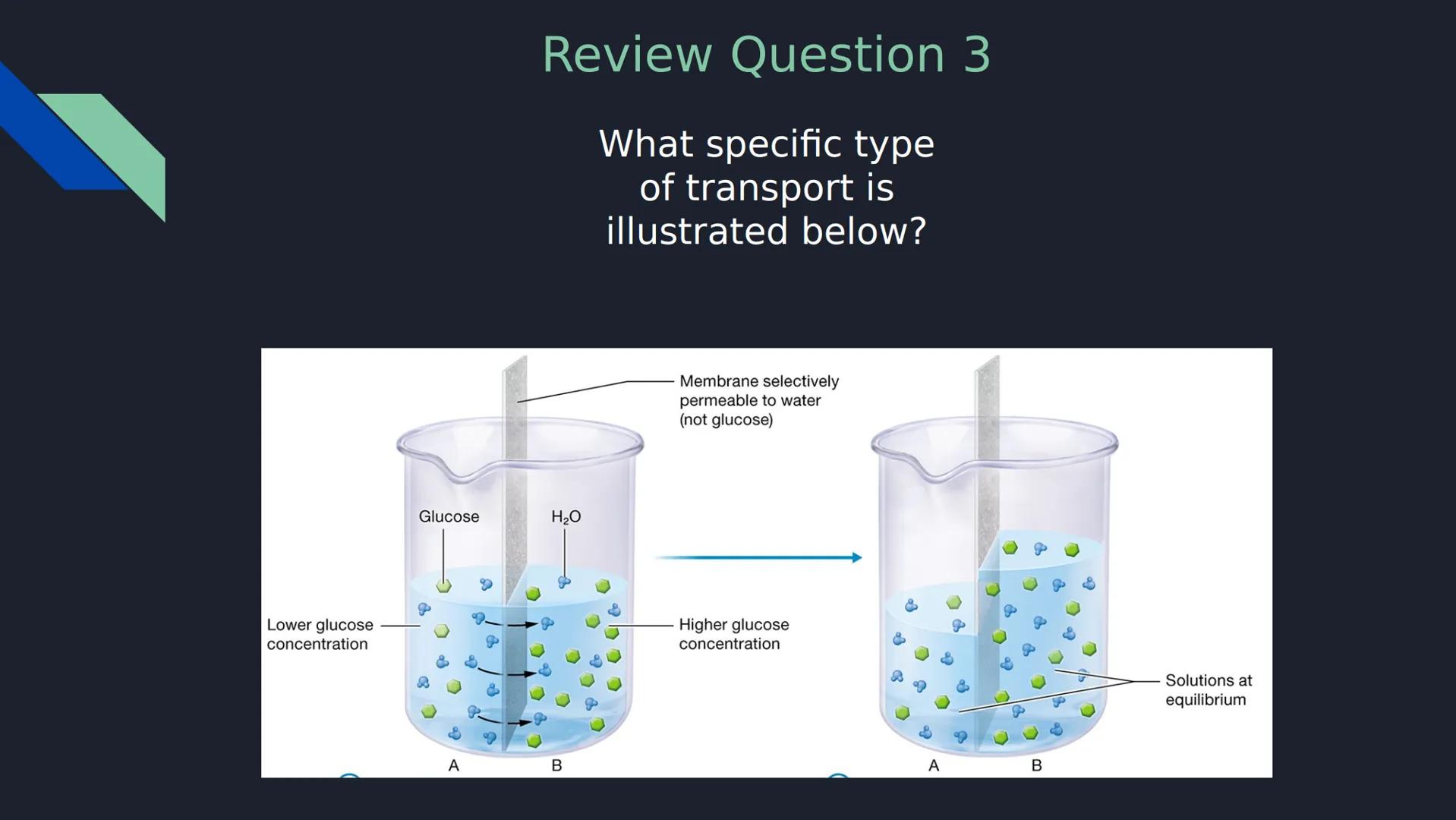 Review Question 1
Which of the following is NOT a type of passive transport?
a) Simple Diffusion
b) Osmosis
c) Facilitated Diffusion
d)