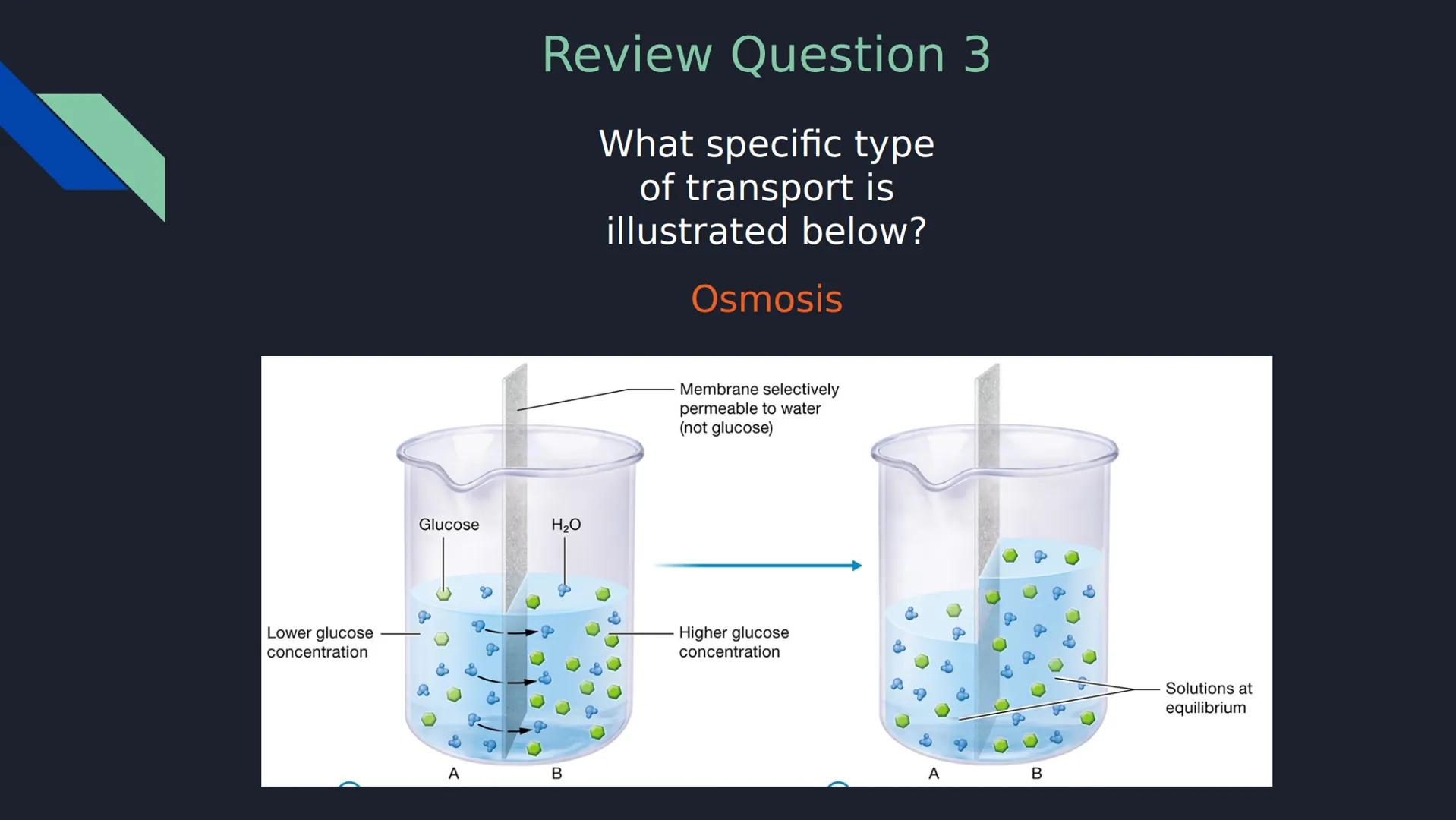 Review Question 1
Which of the following is NOT a type of passive transport?
a) Simple Diffusion
b) Osmosis
c) Facilitated Diffusion
d)
