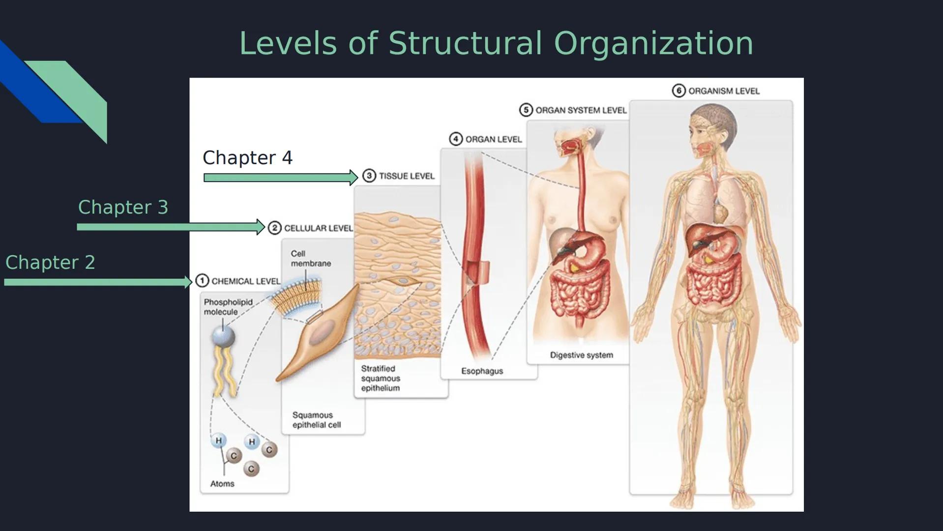 Review Question 1
Which of the following is NOT a type of passive transport?
a) Simple Diffusion
b) Osmosis
c) Facilitated Diffusion
d)