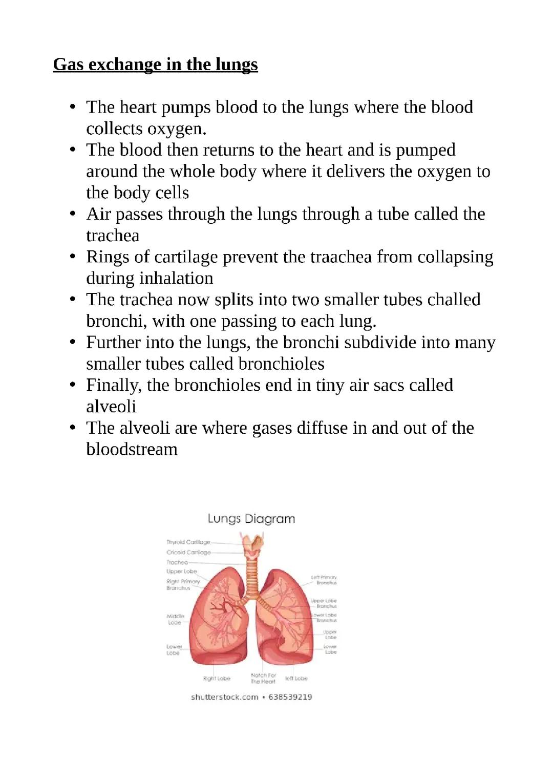 Gas Exchange in the Lungs