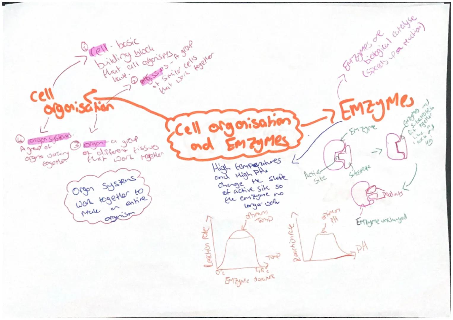 cell
Corgon systems
Agrow of
Sacell.
organisa
orgins working
toyerler.
Cell- basic
building block
that all ofgerisms group
have.
ton
orgissy