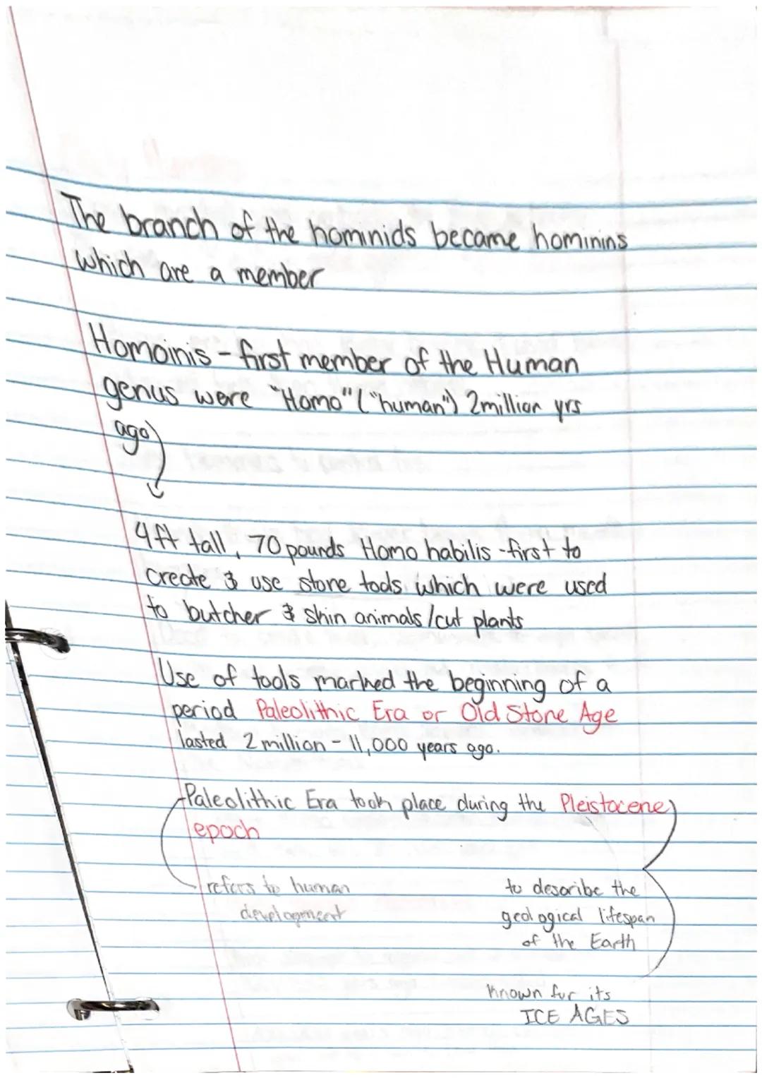 Ancient Civilization & 1st Humans
Human evolution began with hominids
They Takeaways
• Prehistory is the story of human history
before th
