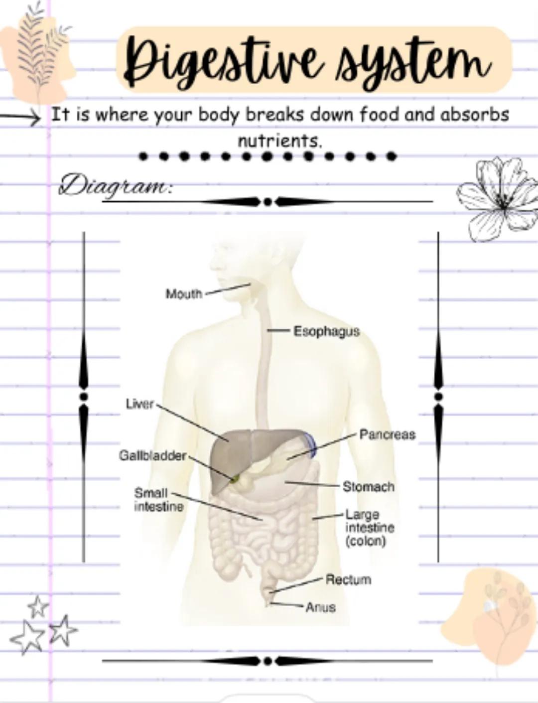 Digestive system
It is where your body breaks down food and absorbs
nutrients.
Diagram:
Liver
Mouth
Gallbladder
Small-
intestine
-Esophagus