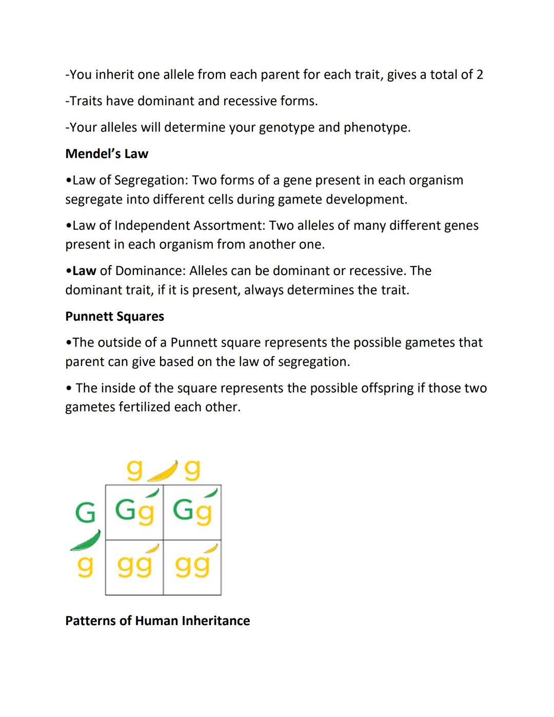 Mendelian Genetics
Definitions in cell division
•Allele: different forms of a gene found in the gene pool. Ex. AB & O
alleles for human bloo