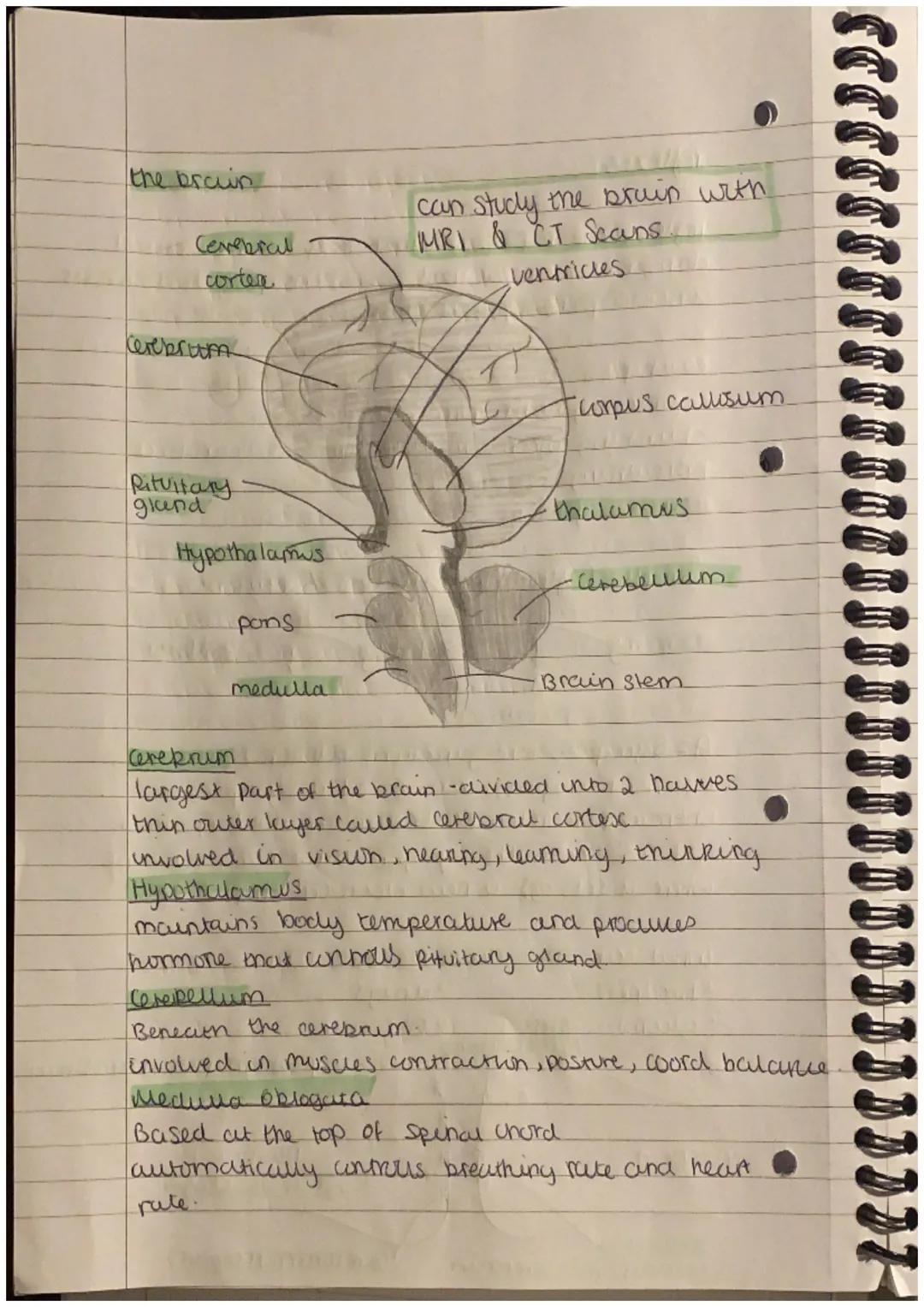 the brain
Cerebral
corten
Cerebrum
Rituitary
gland
Hypothalamus
pons
medulla
rate.
can study the brain with
MRI & CT Secuns.
ventricles
"Cor
