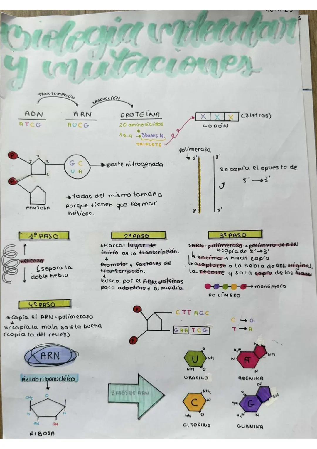 # Biologia videcaatavi
y mutaciones
TRANSCRIPCIÓN
ADN
ATCG
ARN
AUCG
TRADUCCION
PROTEINA
20 amino acidos
+
19.93bases N.
TRIPLETE
X