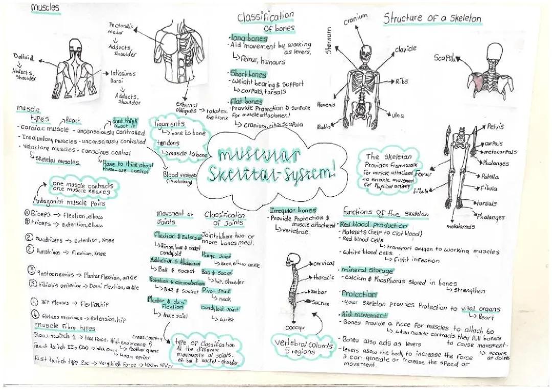 Muscular skeletal system