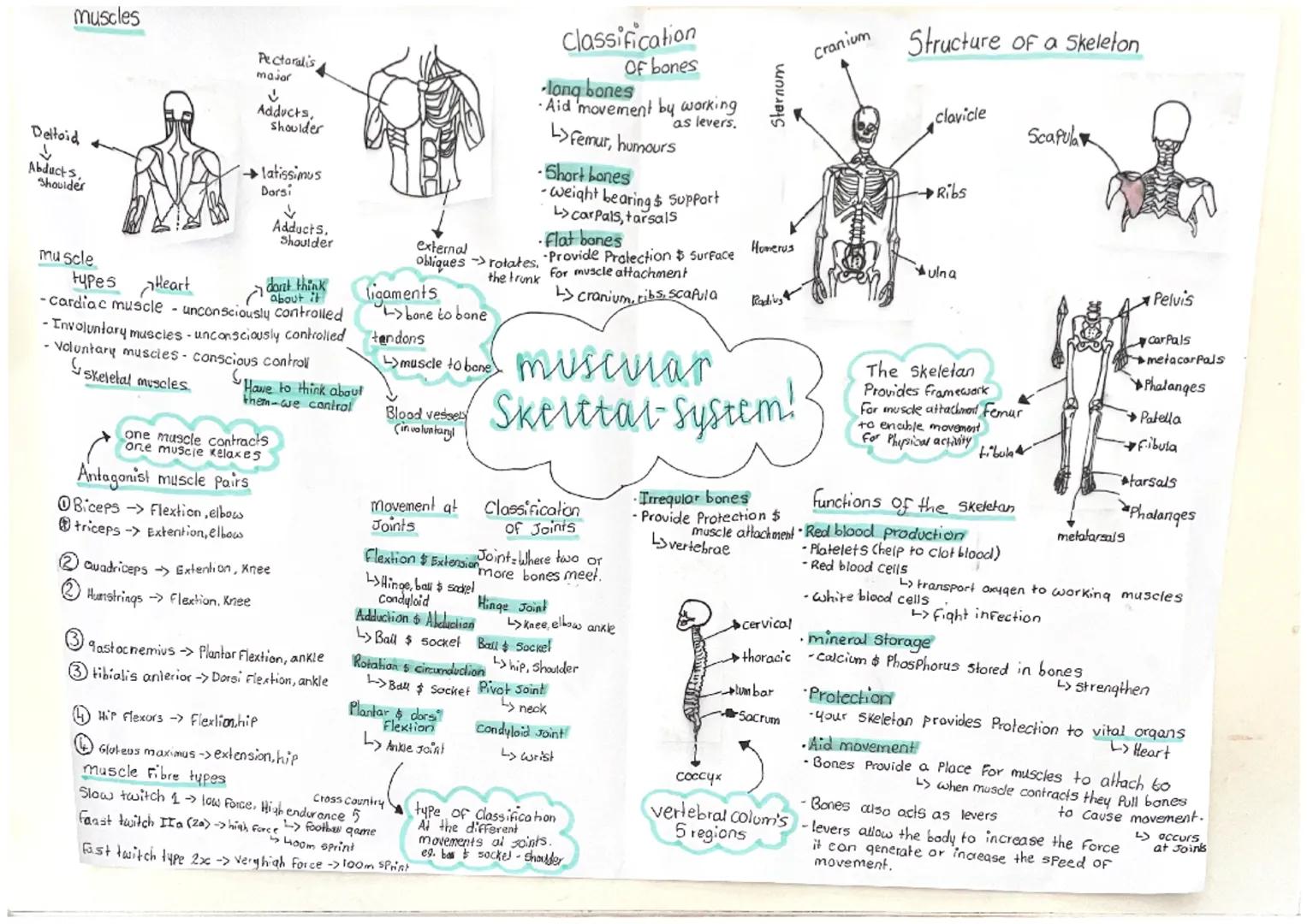 muscles
Deltoid
↓
Abducts,
Shoulder
muscle
Pectoralis
major
ú
Adducts,
shoulder
→latissimus
Dorsi
↓
Adducts,
Shoulder
types Heart
-cardiac m