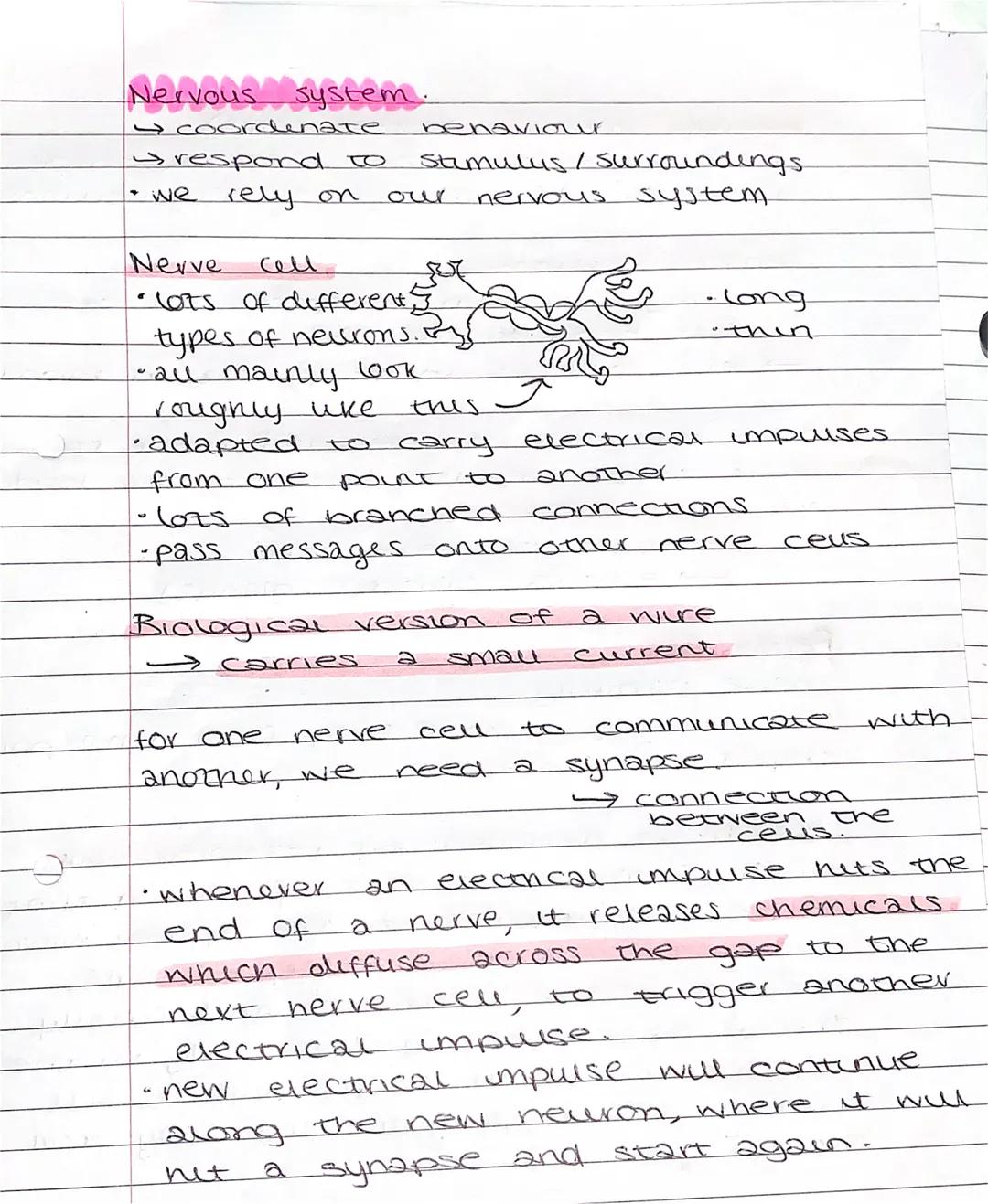 2
Nervous system.
→ coordinate behaviour
respond to stimulus / surroundings
• we rely on
system
Nerve
Cell
• lots
of different
types of neur