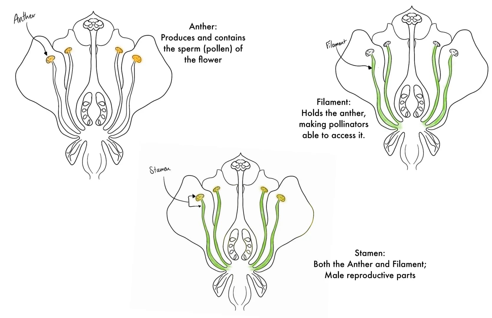 Anther
Anther:
Produces and contains
the sperm (pollen) of
the flower
Filament
Filament:
Holds the anther,
making pollinators
able to access