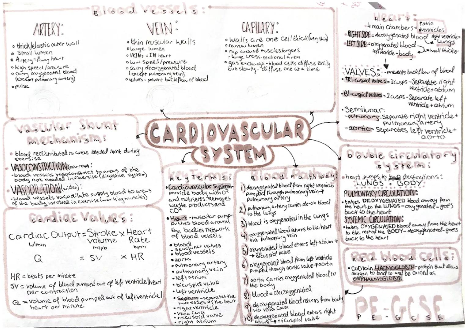 Blood vesses:
ARTERY:
• thick/elastic outer wall
• Small wmen
• Artery=Away heart
• high speed/pressure
• Carry oxygenated blood
(except pu