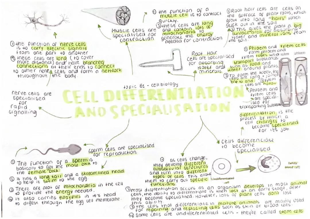 cell differentiation and specialisation