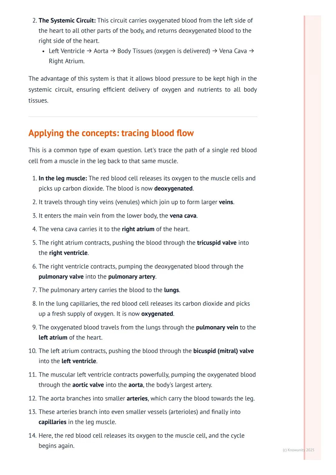 # The Circulatory System
An introduction to the circulatory system
The circulatory system is basically the body's transport network. Its m