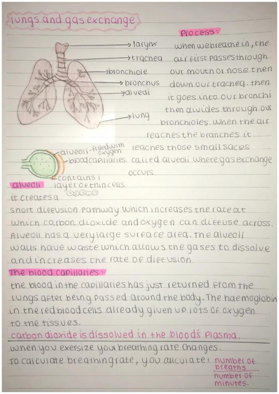 Jungs and gas exchange
→larynx
Process:
when webreathe in, the
→trachea ai'r first passes through.
bronchiole
our mouth or nose then
→bronc