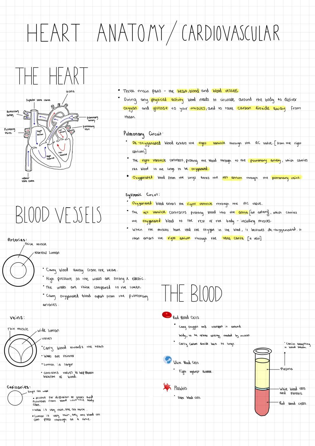 HEART ANATOMY/CARDIOVASCULAR
THE HEART
Amonary
artery
Pulmonry
veins.
Superior vena carva
B
...
inferior
vena cava
Arteries:
BLOOD VESSELS
T