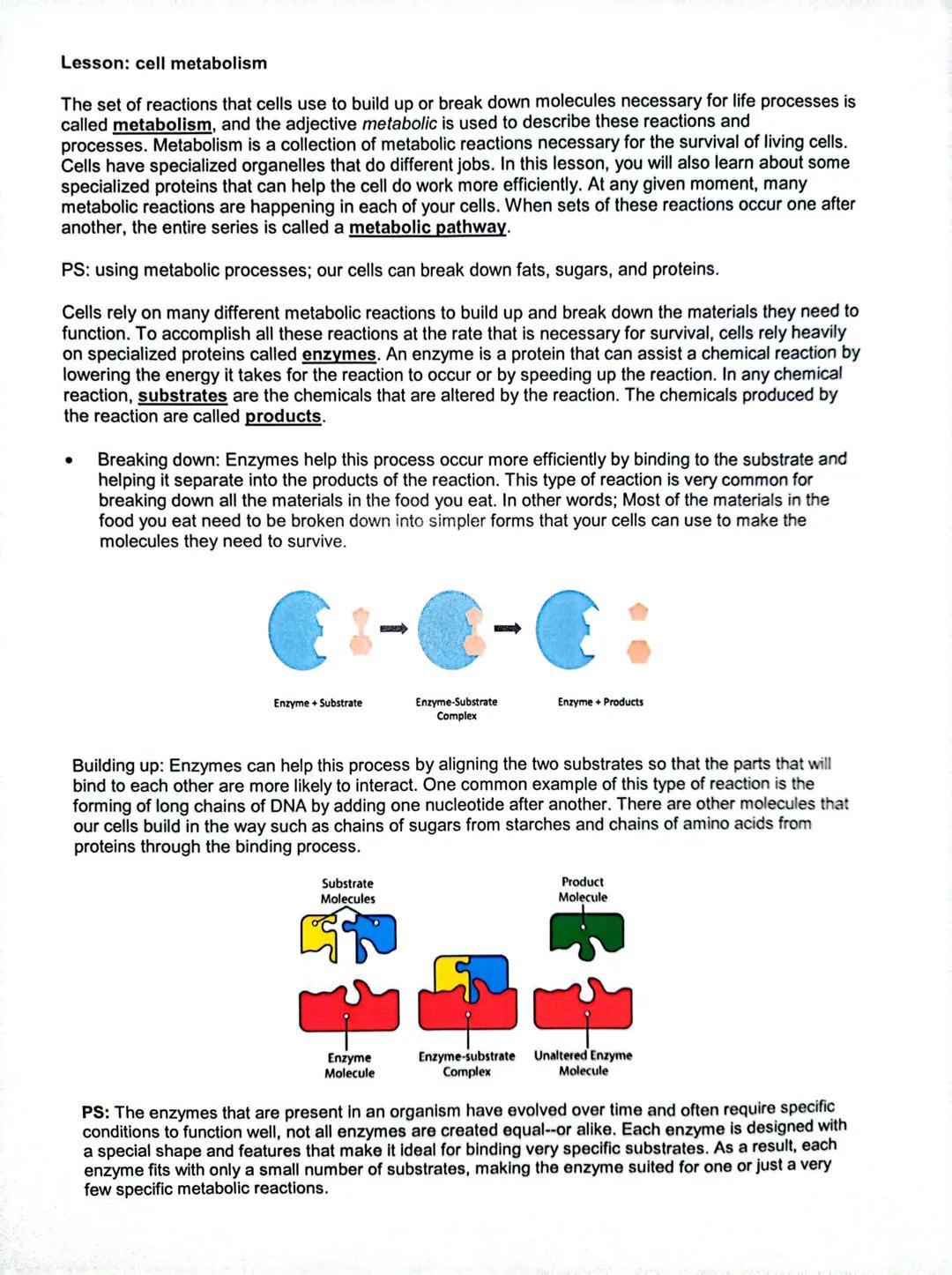 Lesson: cell metabolism
The set of reactions that cells use to build up or break down molecules necessary for life processes is
called metab