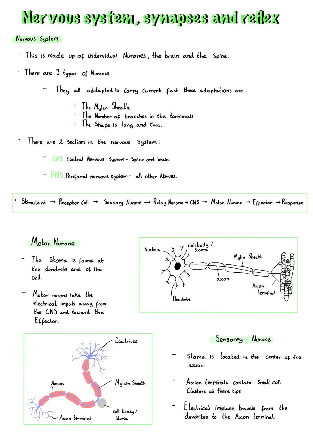 Nervous system, synapses and reflex
Norvous System
This is made up of indervidual Nurones, the brain and the spine.
There are 3 types of Nur