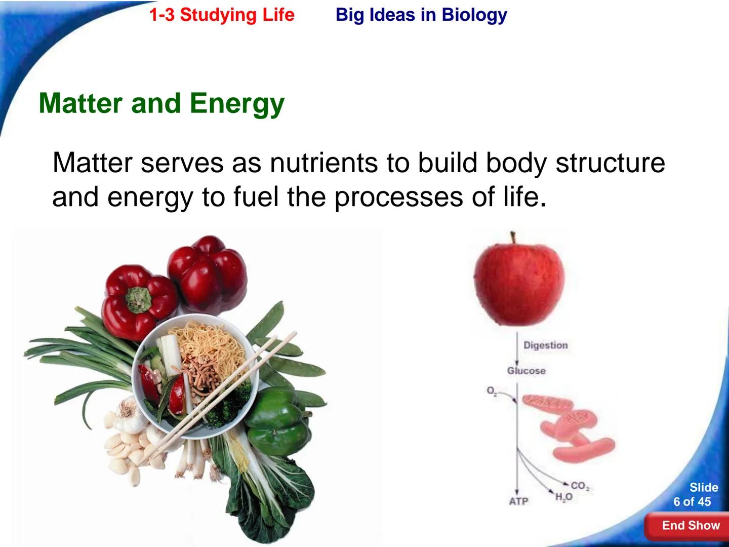 # 1-3 Studying Life
Slide
1 of 45
End Show # 1-3 Studying Life Characteristics of Living Things
What are some characteristics of living
t