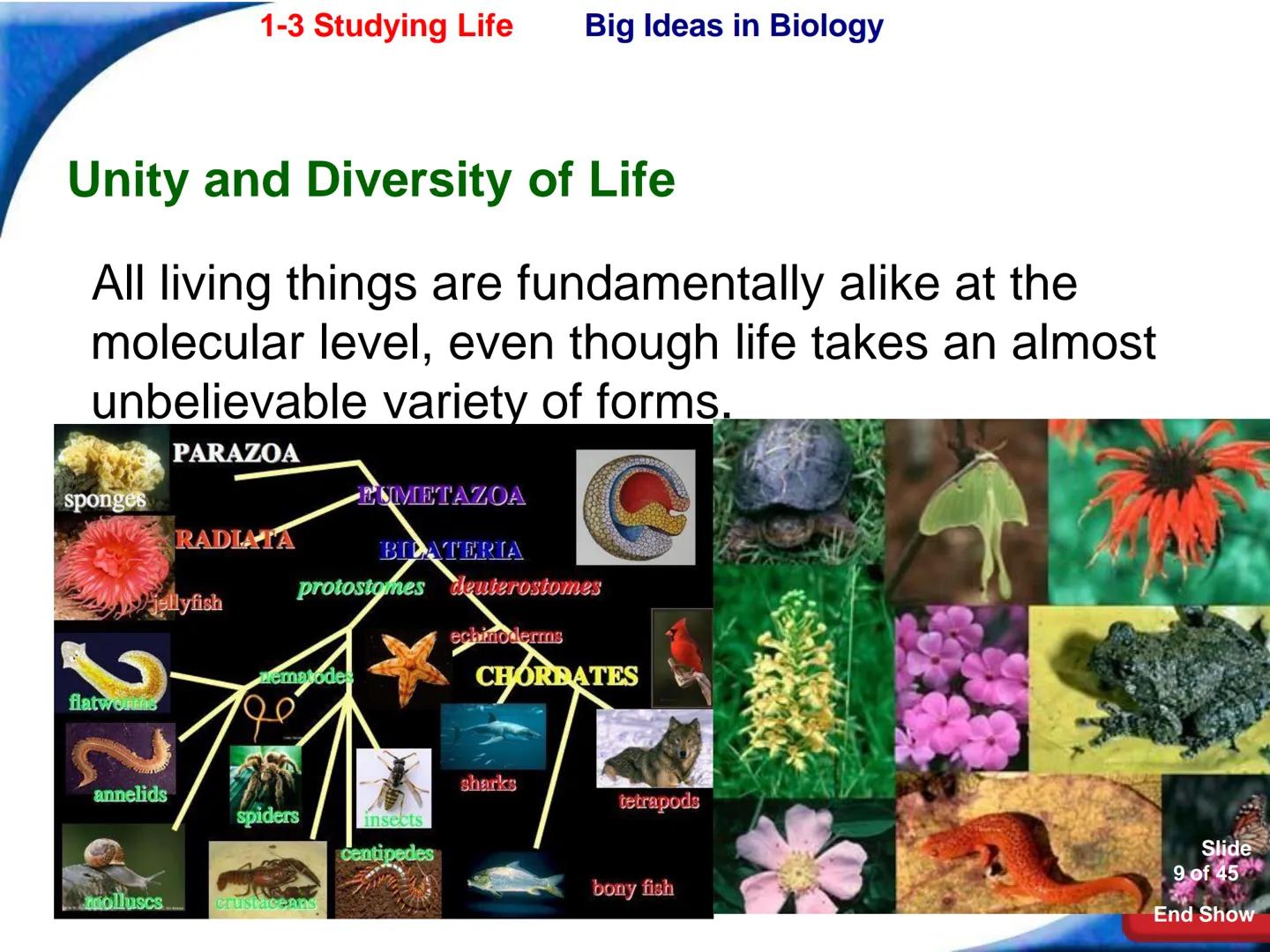 # 1-3 Studying Life
Slide
1 of 45
End Show # 1-3 Studying Life Characteristics of Living Things
What are some characteristics of living
t