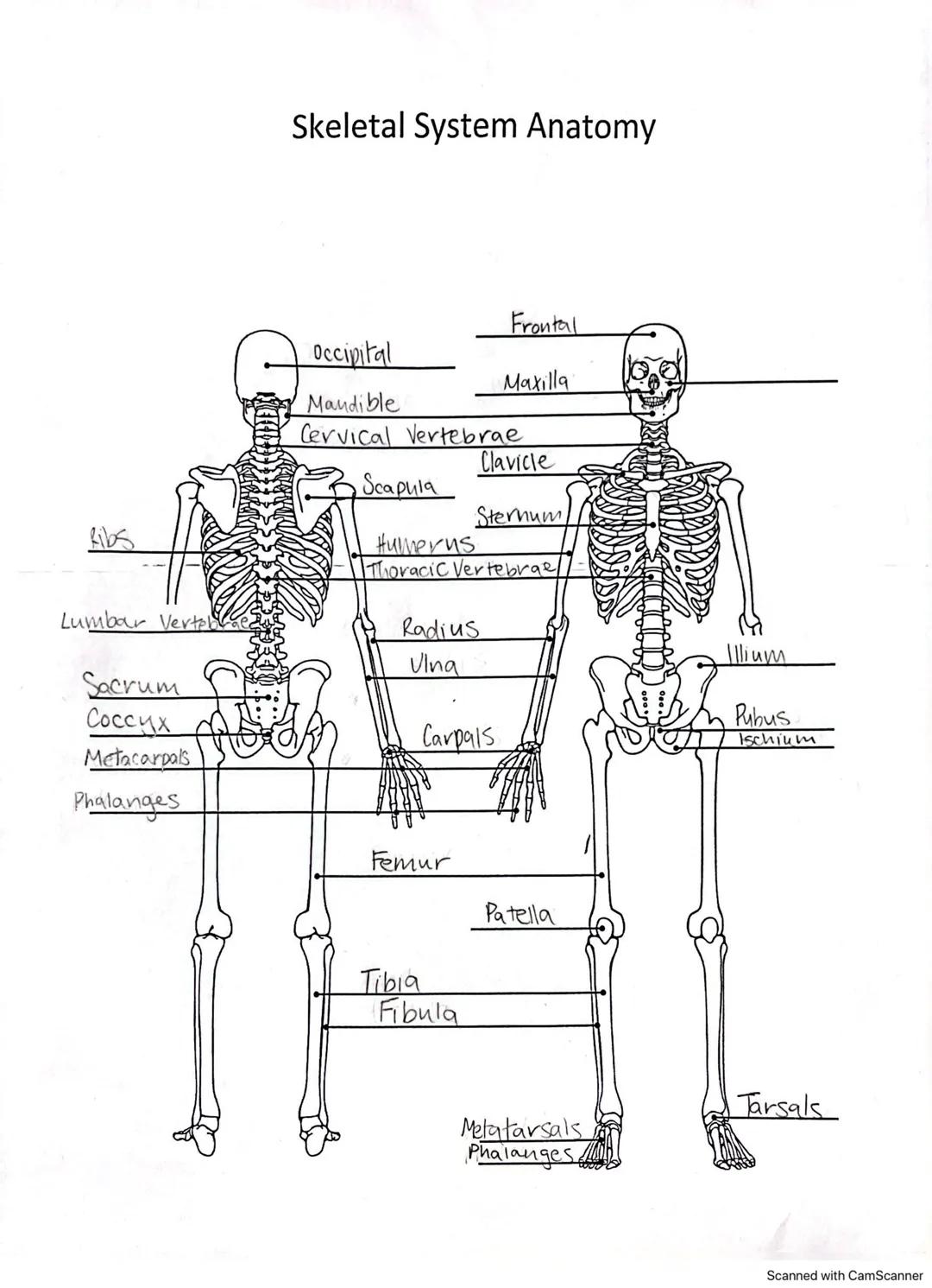 Lumbar Verteb
Sacrum
Соссих
Metacarpals
Phalanges
Skeletal System Anatomy
occipital
Mandible
Cervical Vertebrae
Scapula
Clavicle
Sternum
Hum