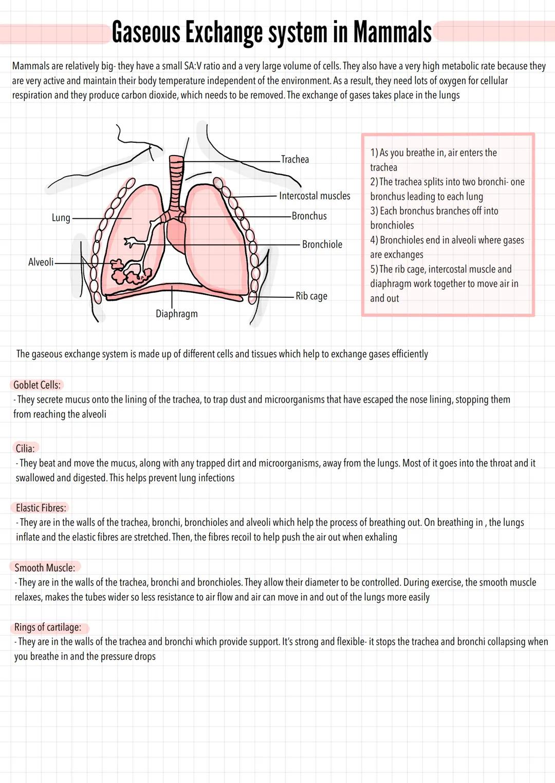 Gaseous Exchange system in Mammals
Mammals are relatively big- they have a small SA:V ratio and a very large volume of cells. They also have