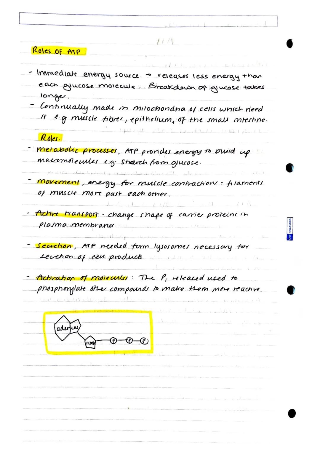 snartanown
Biology
DIL: Kerboodle.
Adenosine triphosphate: ATP
Structure: Phosphorylated macromolecule: 3 parts:
Adenine - nitrogenous base.