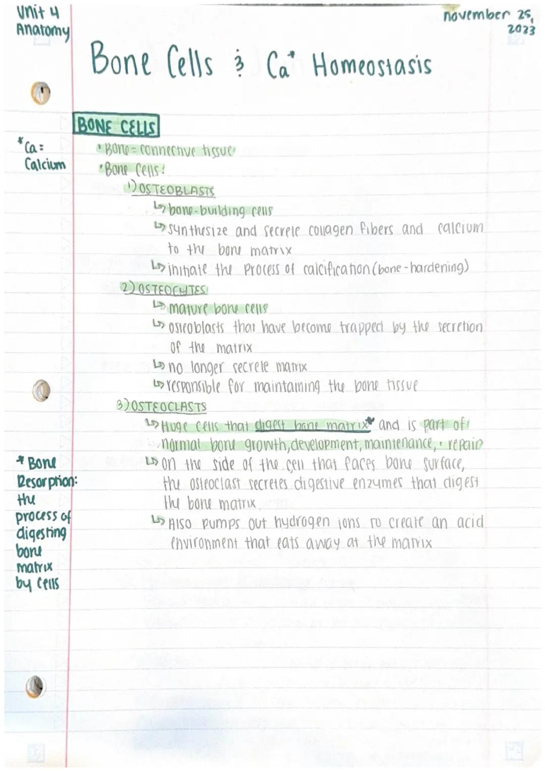 Unit 4
Anatomy
*Ca =
Calcium
Bone Cells & Ca Homeostasis
BONE CELLS
Bone
Resorption:
the
process of
digesting
bone
matrix
by cells
•Bone = c