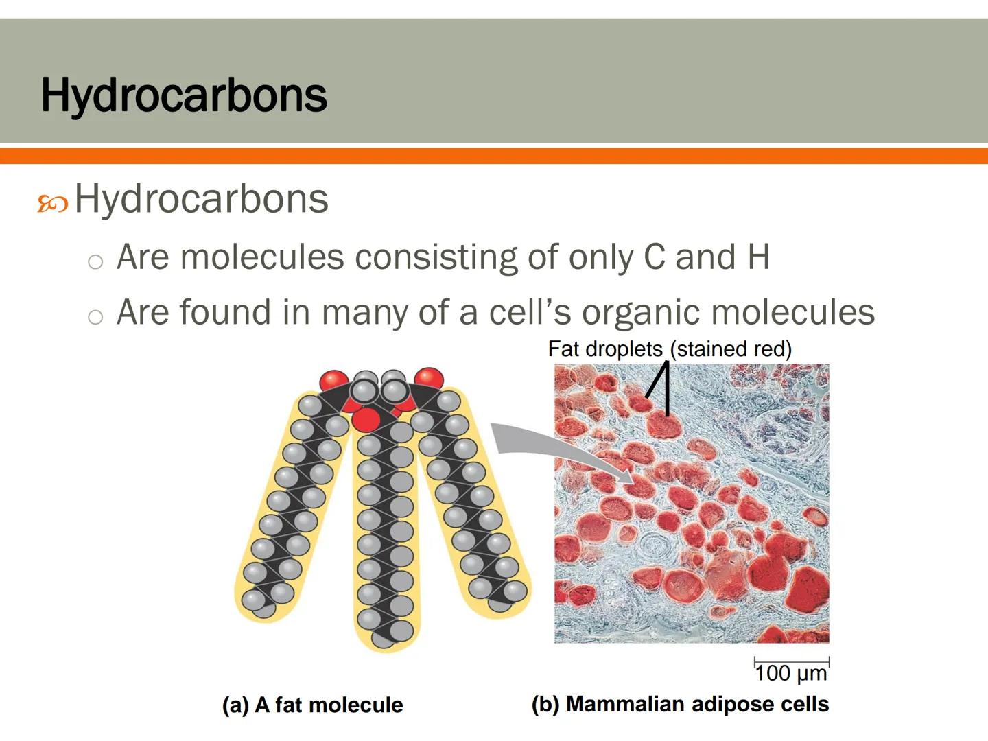 # Carbon and the Molecular
# Diversity of Life
Lecture 2a # Carbon—The Backbone of Biological Molecules
All living organisms
* Are mad