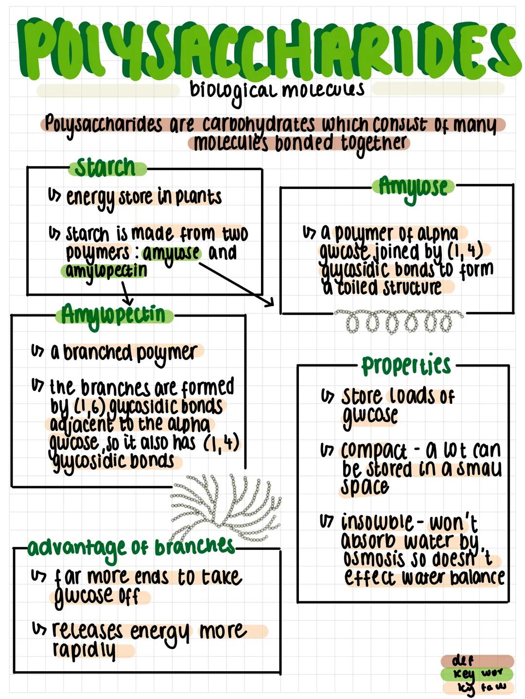 POLYSACCHARIDES
biological molecules
Polysaccharides are carbohydrates which consist of many
molecules bonded together
Starch
> energy store