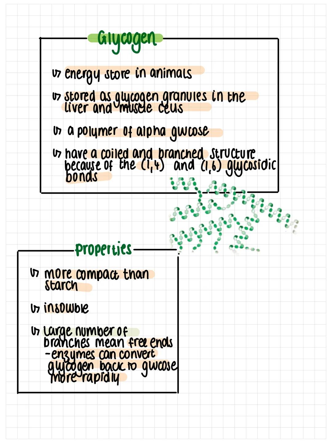 POLYSACCHARIDES
biological molecules
Polysaccharides are carbohydrates which consist of many
molecules bonded together
Starch
> energy store
