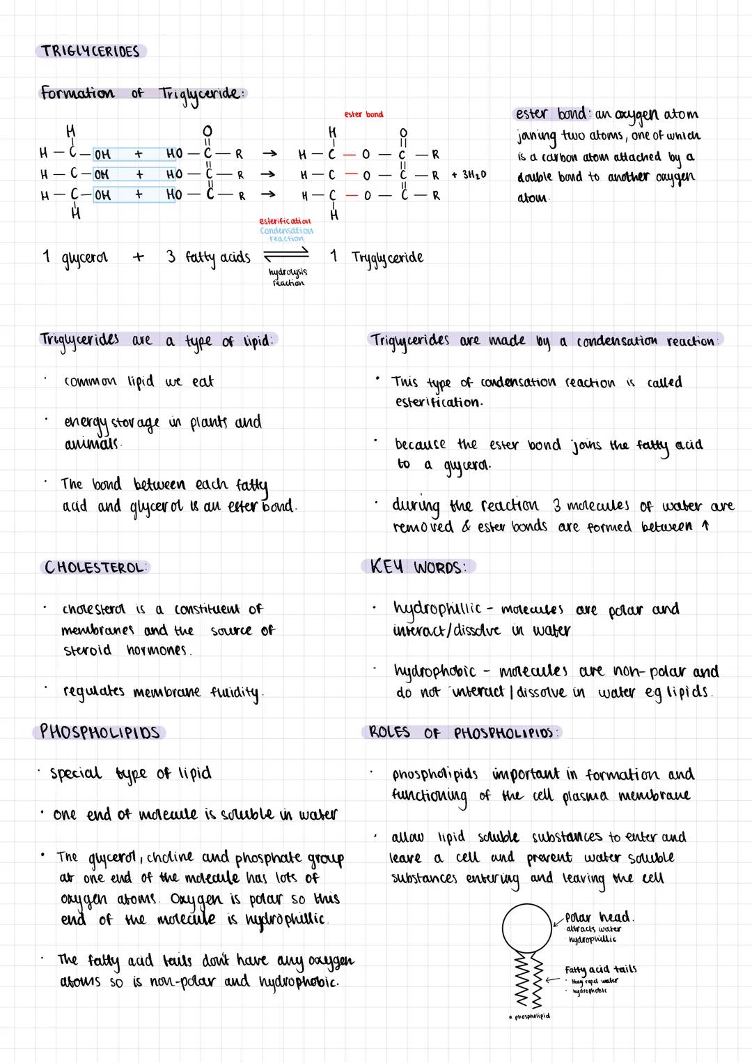 TRIGLYCERIDES
Formation of Triglyceride:
O
HOC-R ➜>> H - с
HOC R
H-C
Ho
M
H-C-OH +
H-C OH +
H-C-OH +
1 glycerol
+ 3 fatty acids
-C-R
CHOLEST