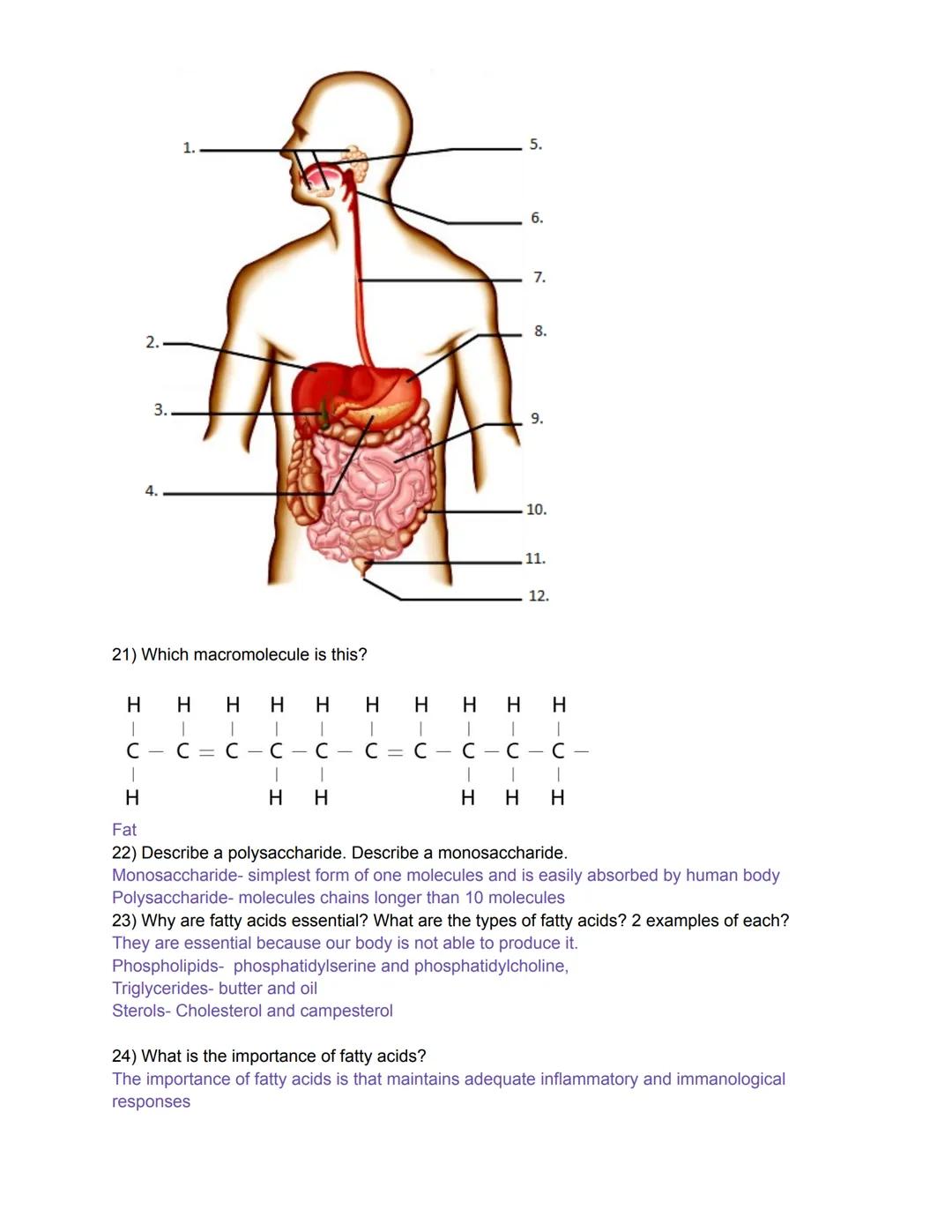 Name________________________________________________________________Date________________Pd.__________
# Digestive System & Nutrition Study